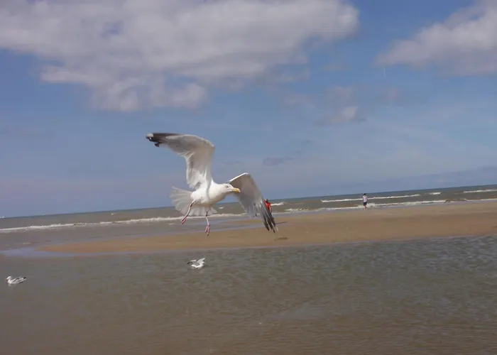 De Noorderzon * Эгмонд-ан-Зее