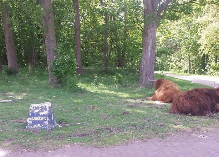 De Noorderzon Tatil Evi *